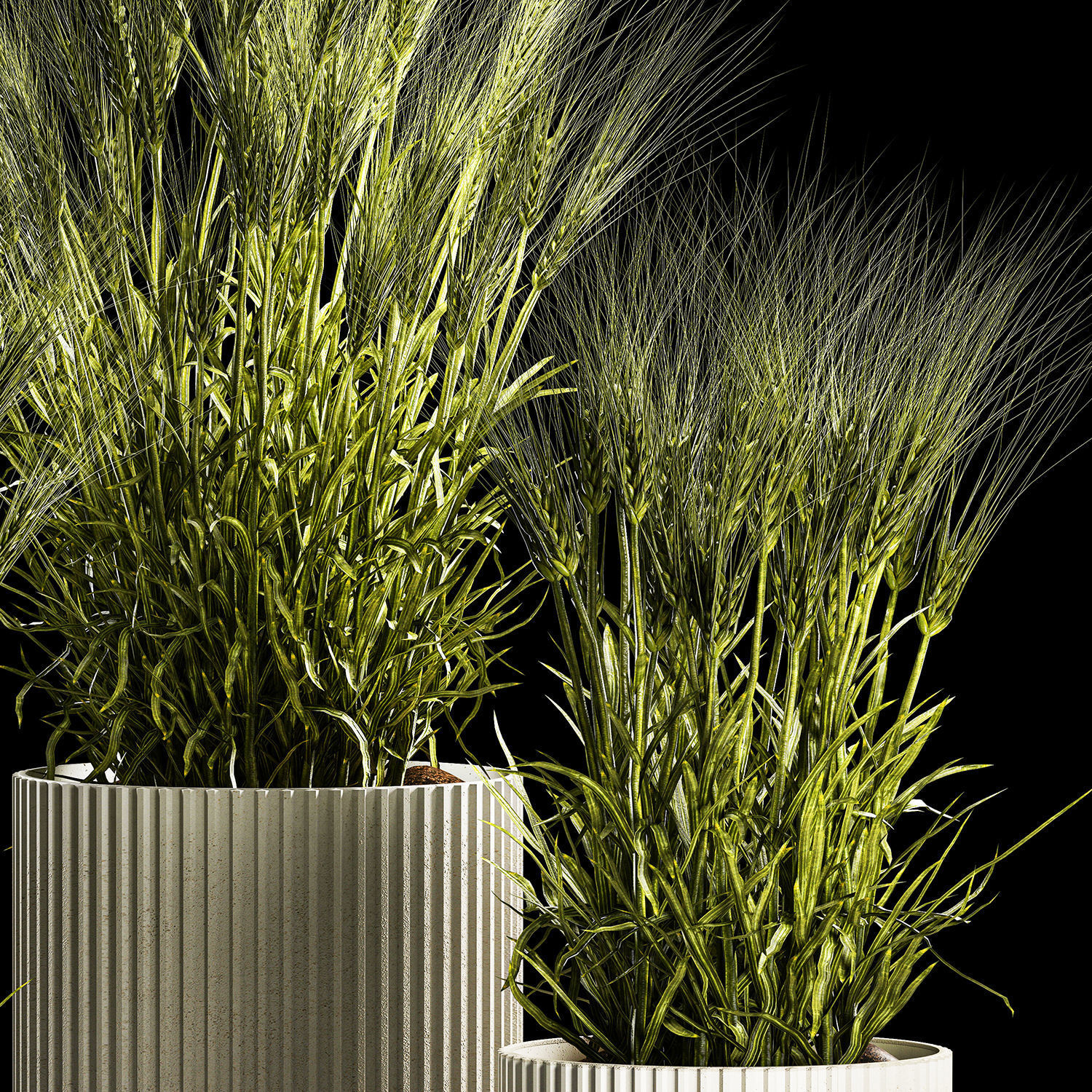 Set Of Green Ears Of Wheat In A Pot 1204 3D model_2