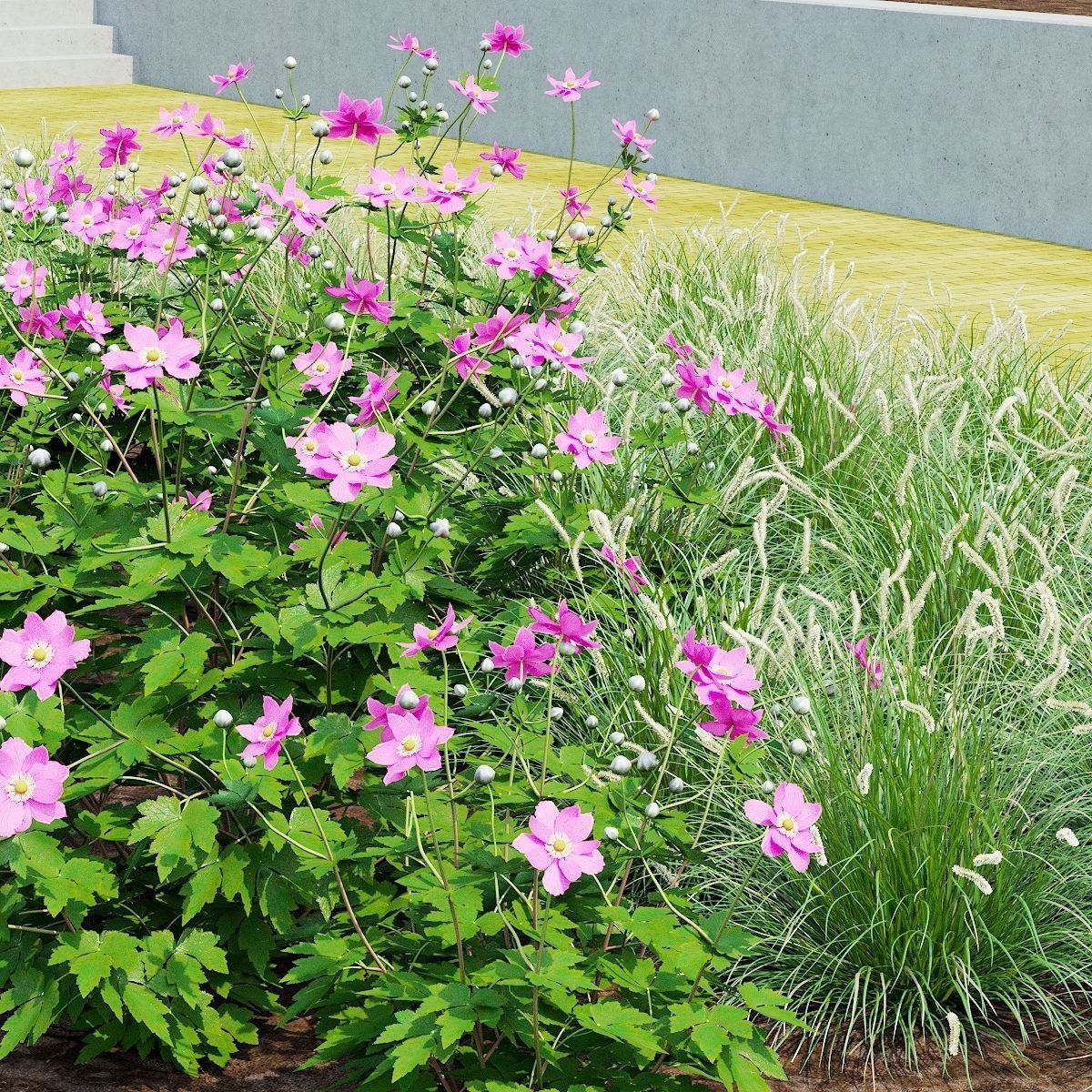 Anemona hybrida 2 3D model_10