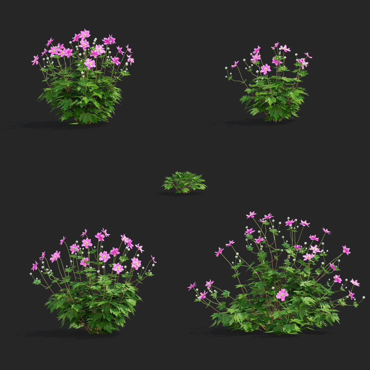 Anemona hybrida 2 3D model_3