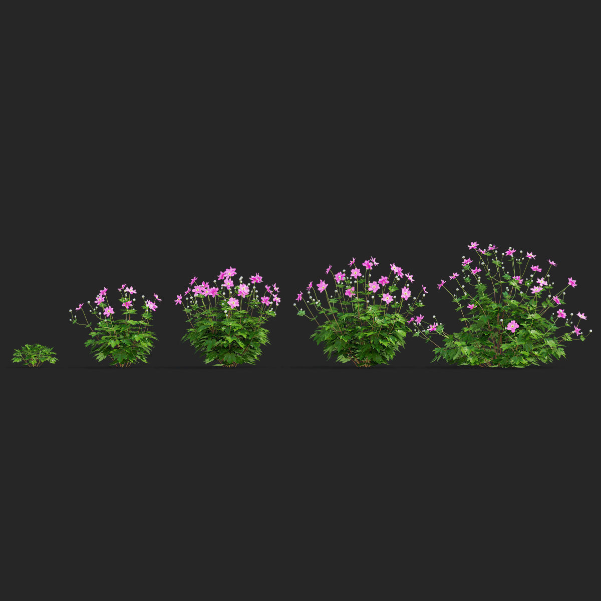 Anemona hybrida 2 3D model_9