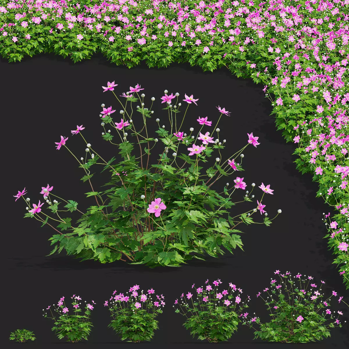 Anemona hybrida 2 3D model_0