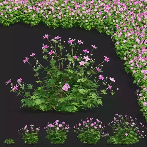 Anemona hybrida 2 3D model
