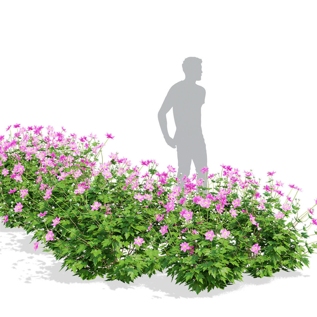 Anemona hybrida 2 3D model_1