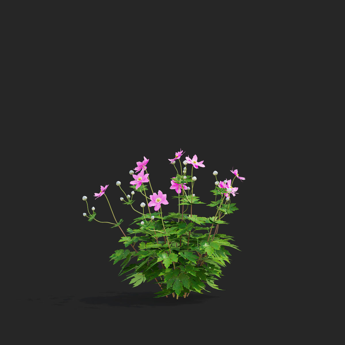 Anemona hybrida 2 3D model_7