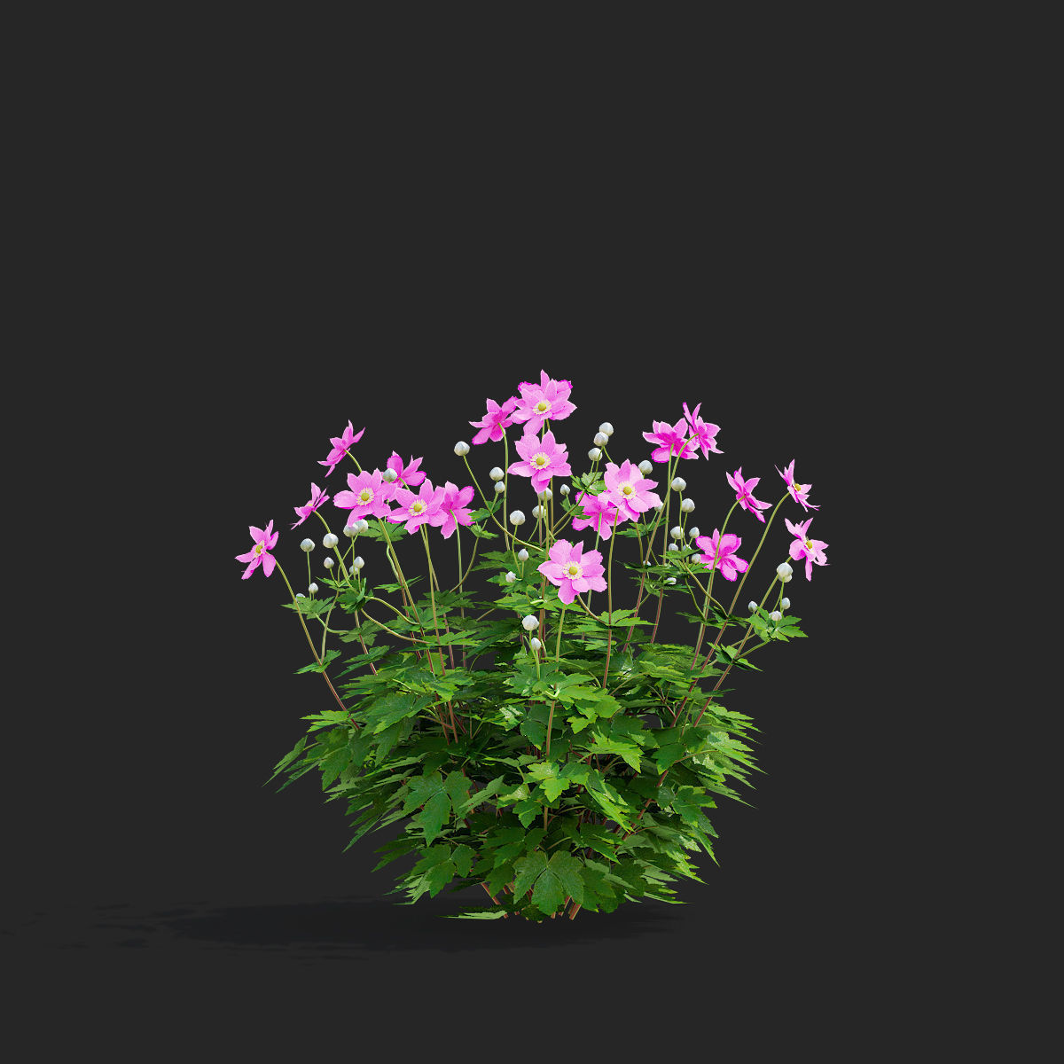 Anemona hybrida 2 3D model_6