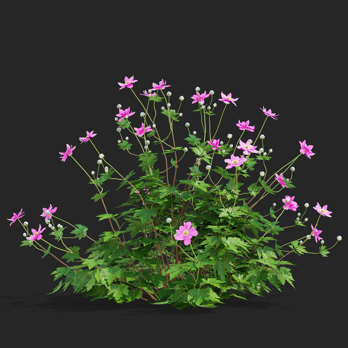 Anemona hybrida 2 3D model_4