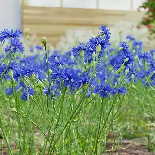 Centaurea cyanus flower