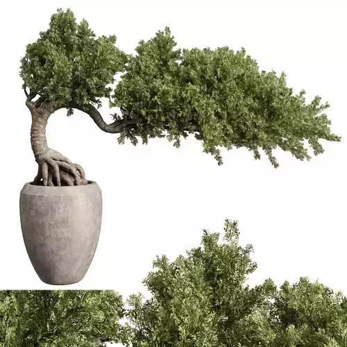 Bonsai Tree in an old concrete vase indoor plant 356