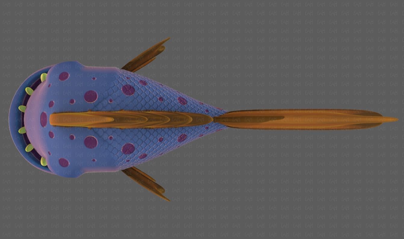 Fish V09 Low-poly 3D model_33