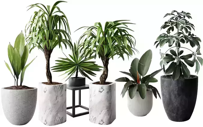 indoor plant group 01