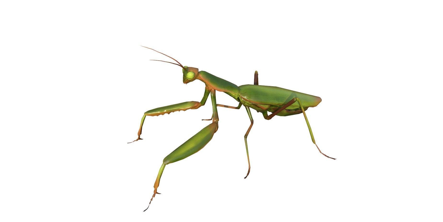 Praying Mantis 3d model 3D model_2