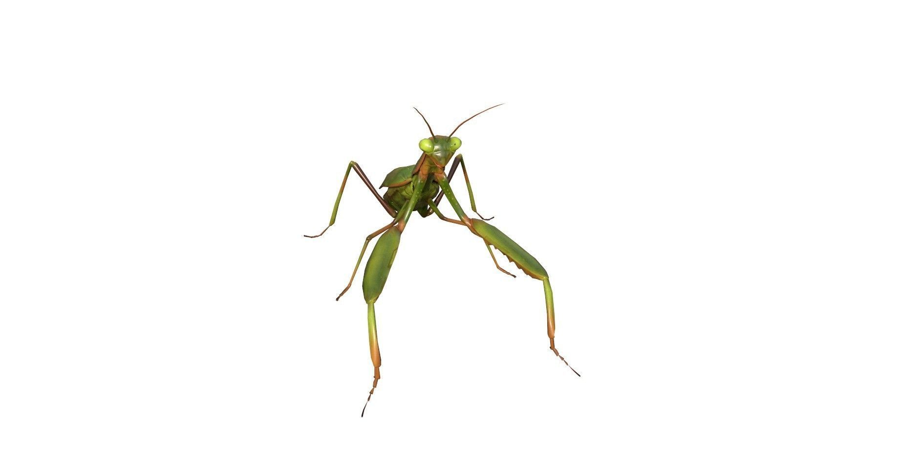 Praying Mantis 3d model 3D model_1