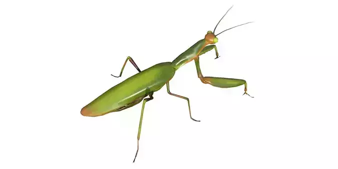 Praying Mantis 3d model