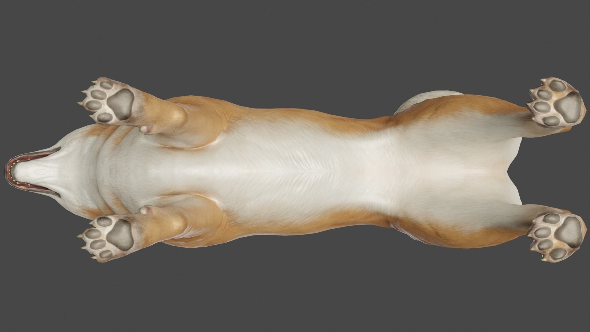 DOG - SHIBA INU Low-poly 3D model_6