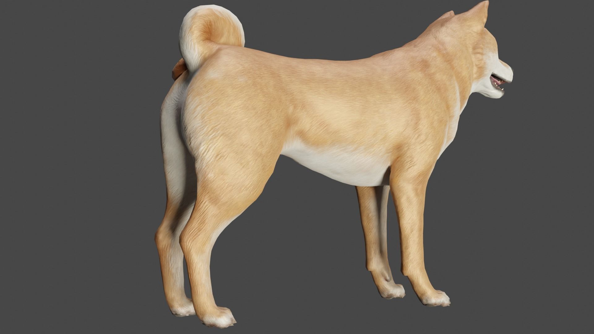 DOG - SHIBA INU Low-poly 3D model_11