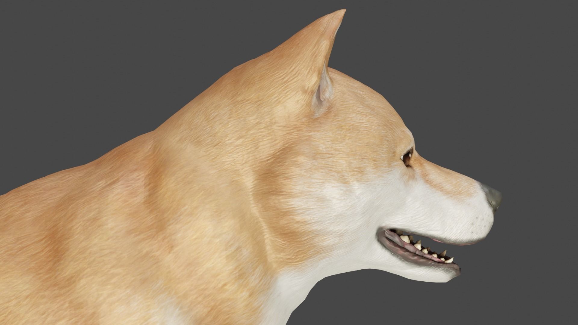 DOG - SHIBA INU Low-poly 3D model_12