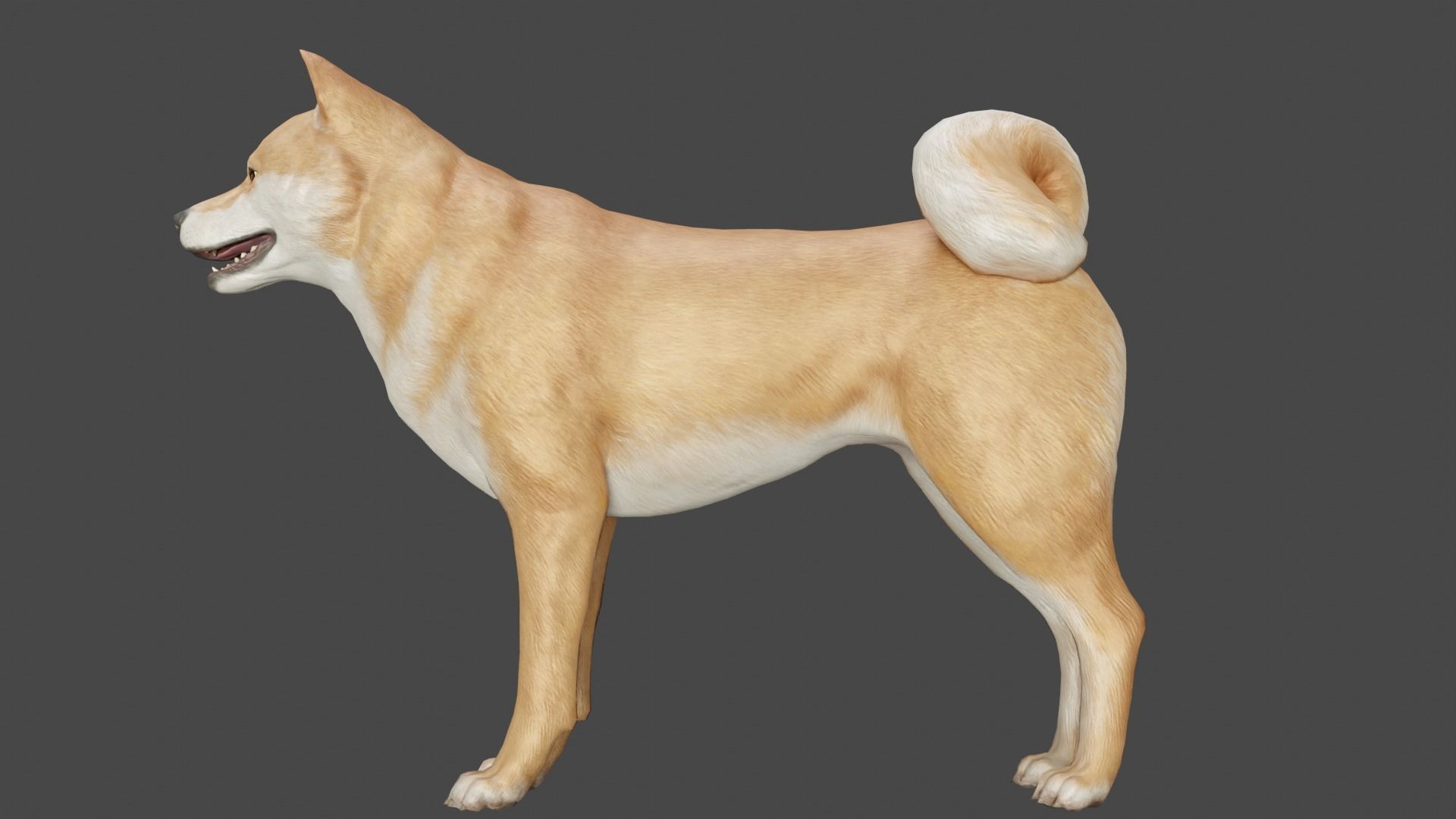 DOG - SHIBA INU Low-poly 3D model_4