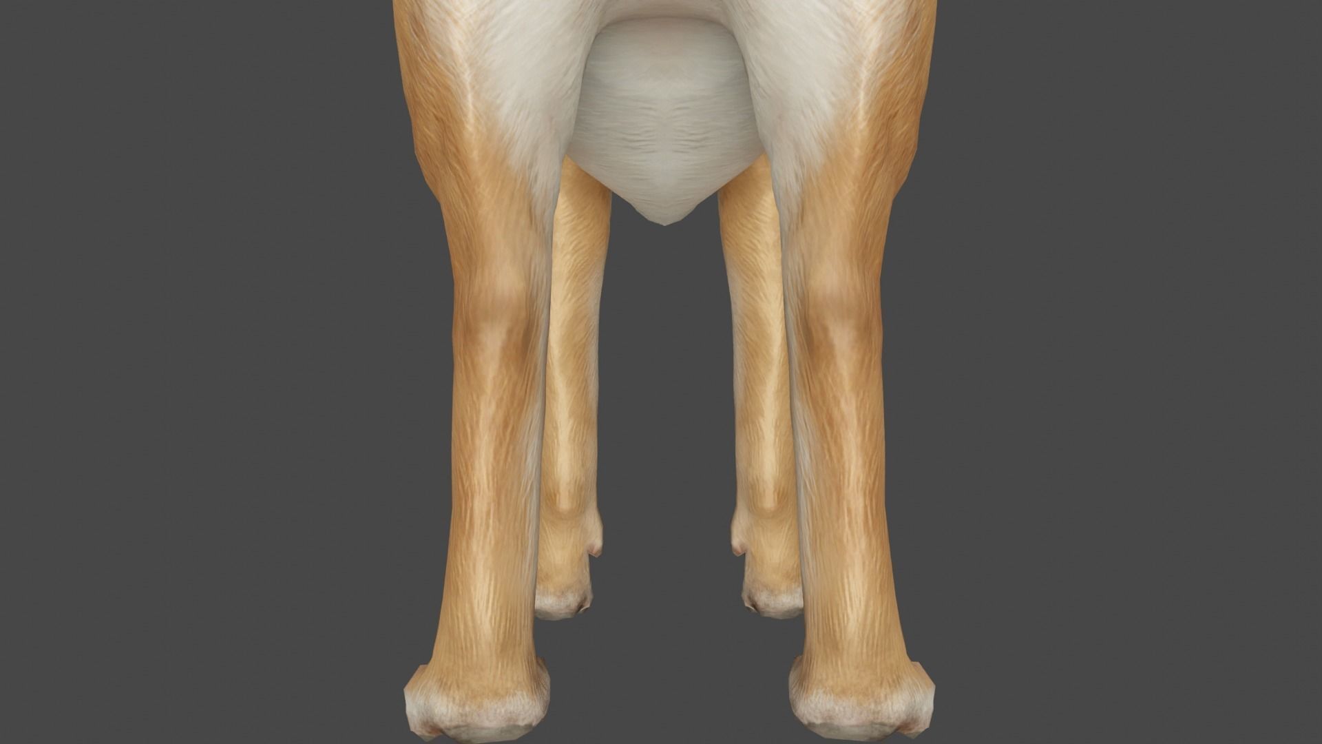 DOG - SHIBA INU Low-poly 3D model_5