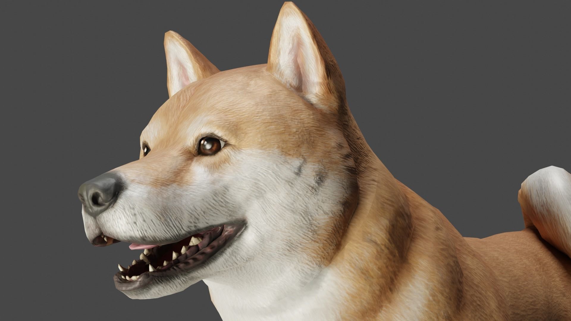 DOG - SHIBA INU Low-poly 3D model_3