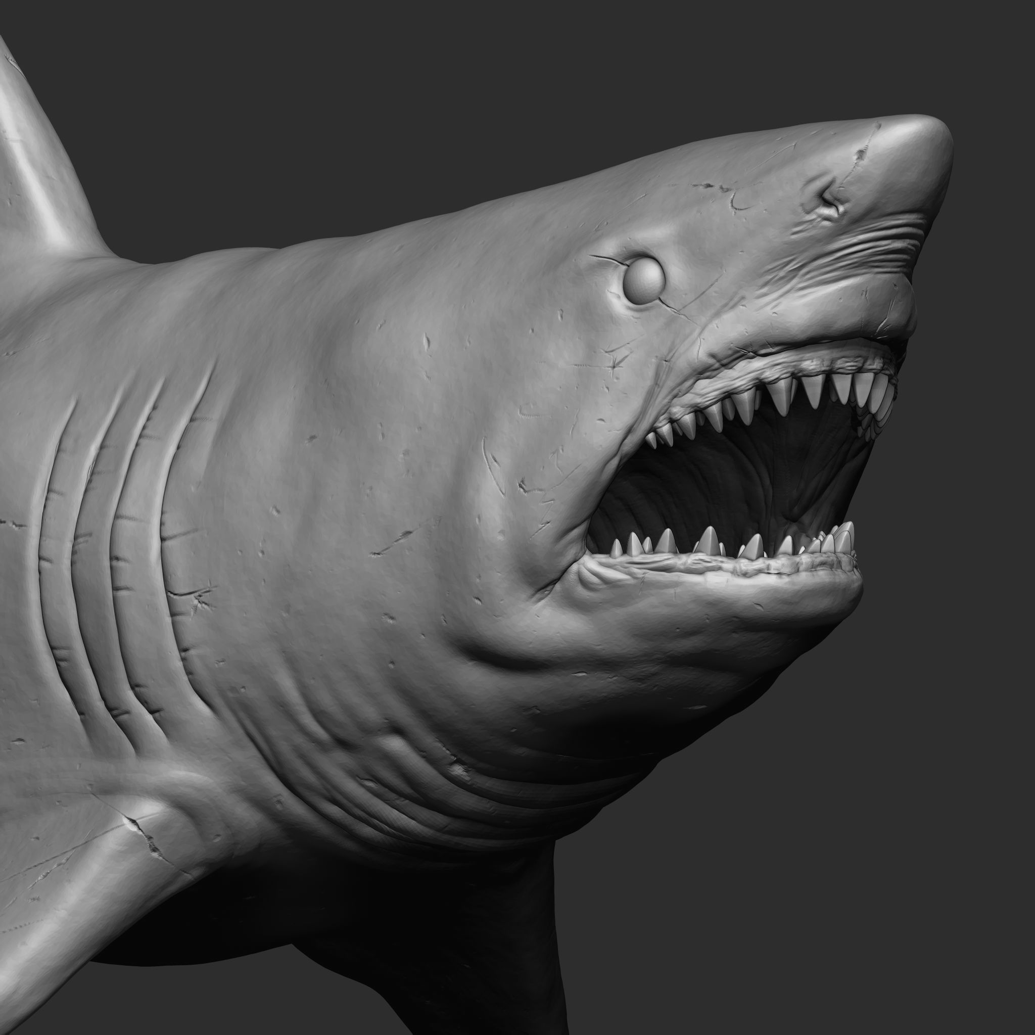 GREAT WHITE SHARK 3D print model_10