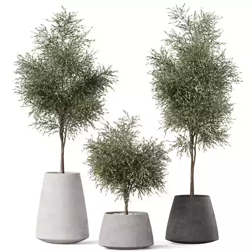 Plants collection 904 3D model