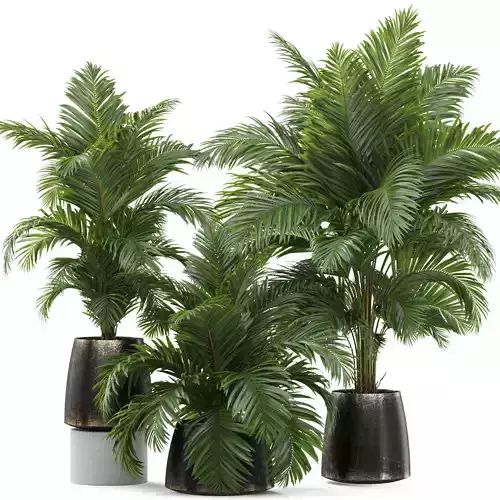 Plants collection 905 3D model