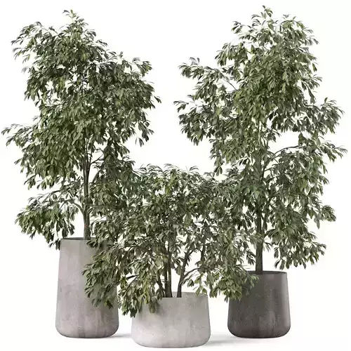 Plants collection 906 3D model