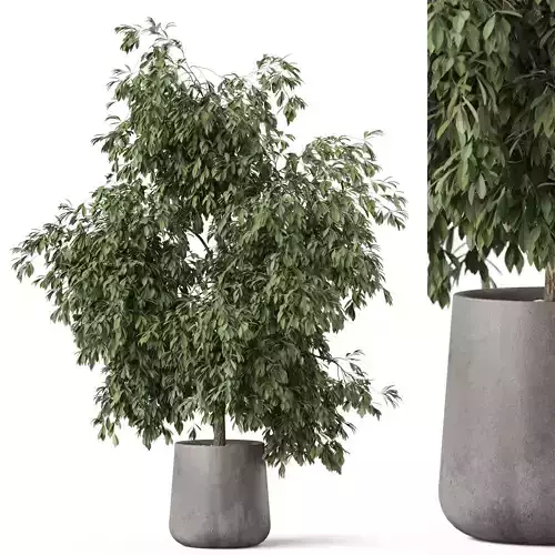 Plants collection 907