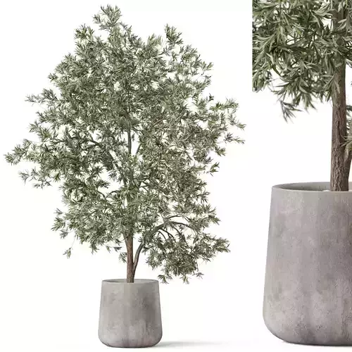 Plants collection 908