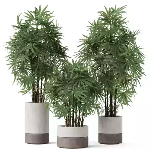 Plants collection 911 3D model