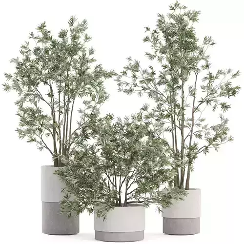 Plants collection 912 3D model