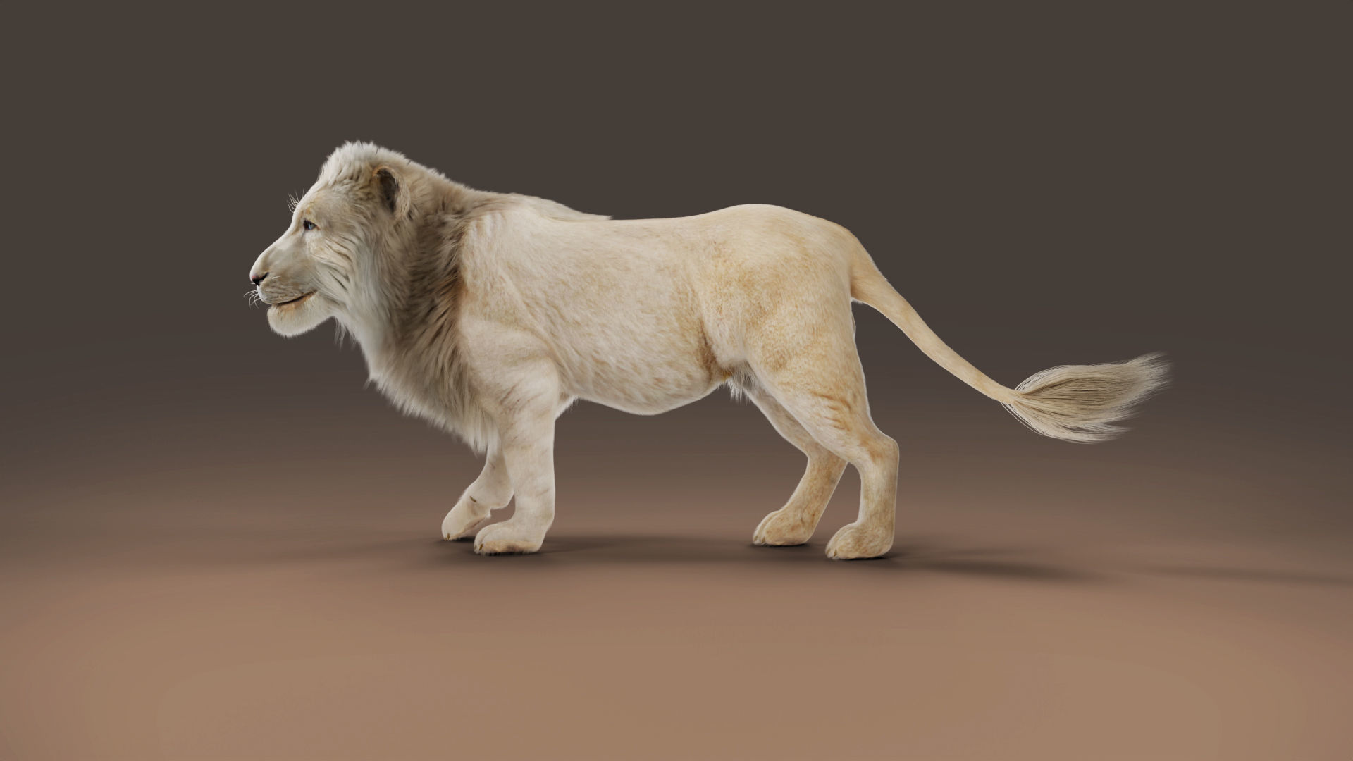 3D Fur White Lion Rigged and Animation in Blender Low-poly 3D model_10