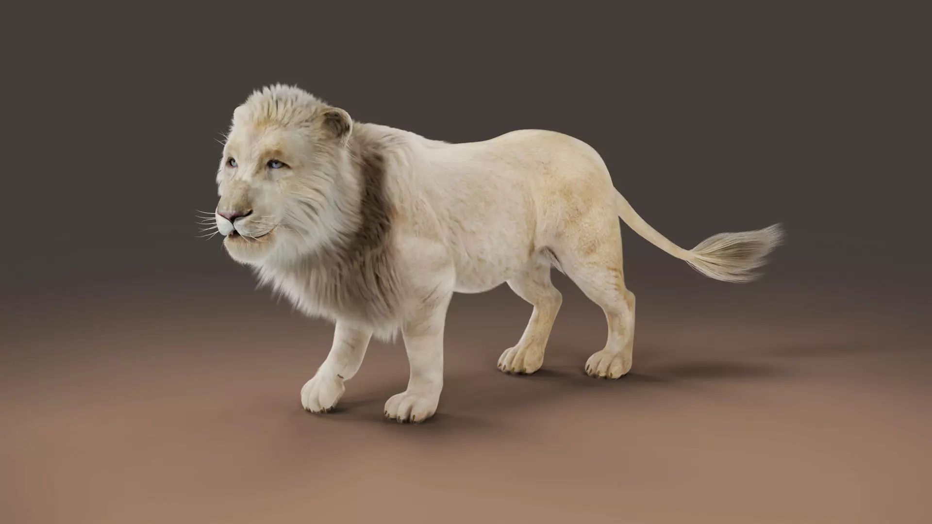 3D Fur White Lion Rigged and Animation in Blender Low-poly 3D model_0