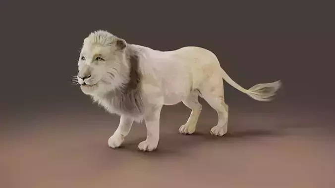 3D Fur White Lion Rigged and Animation in Blender