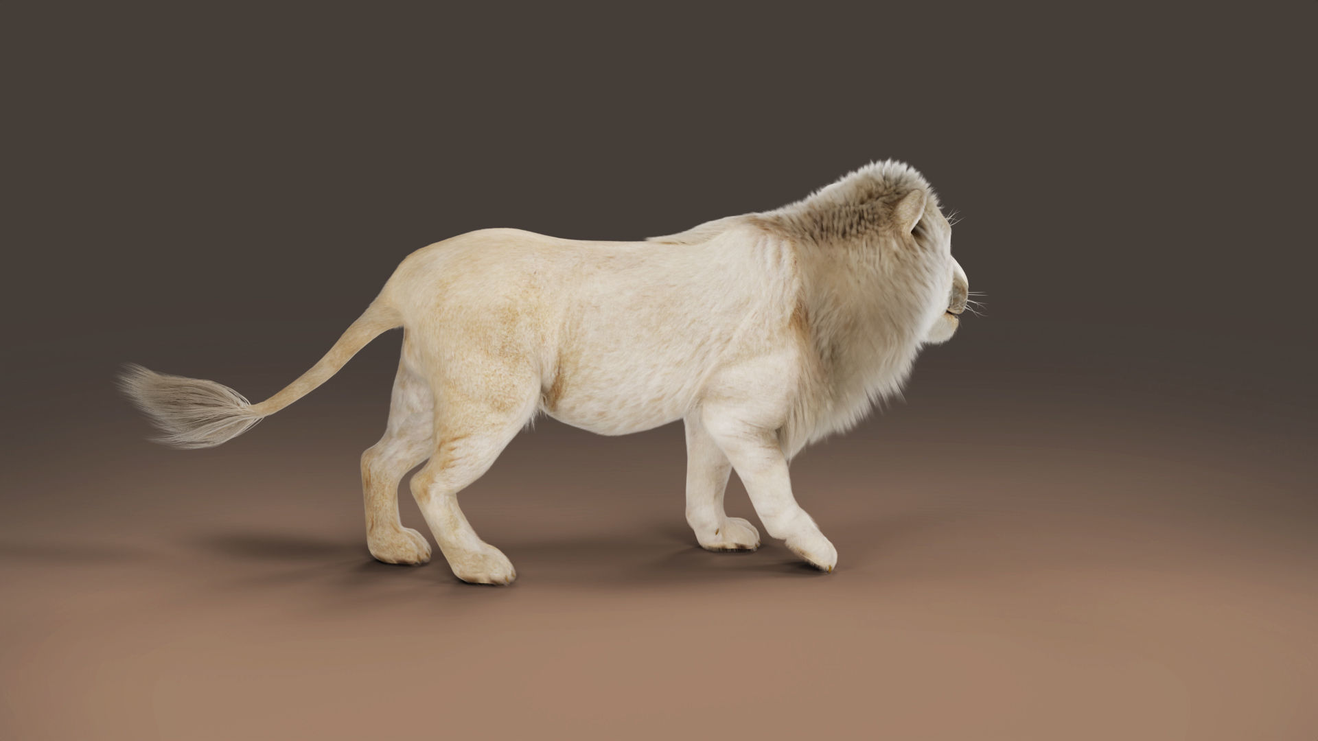 3D Fur White Lion Rigged and Animation in Blender Low-poly 3D model_9