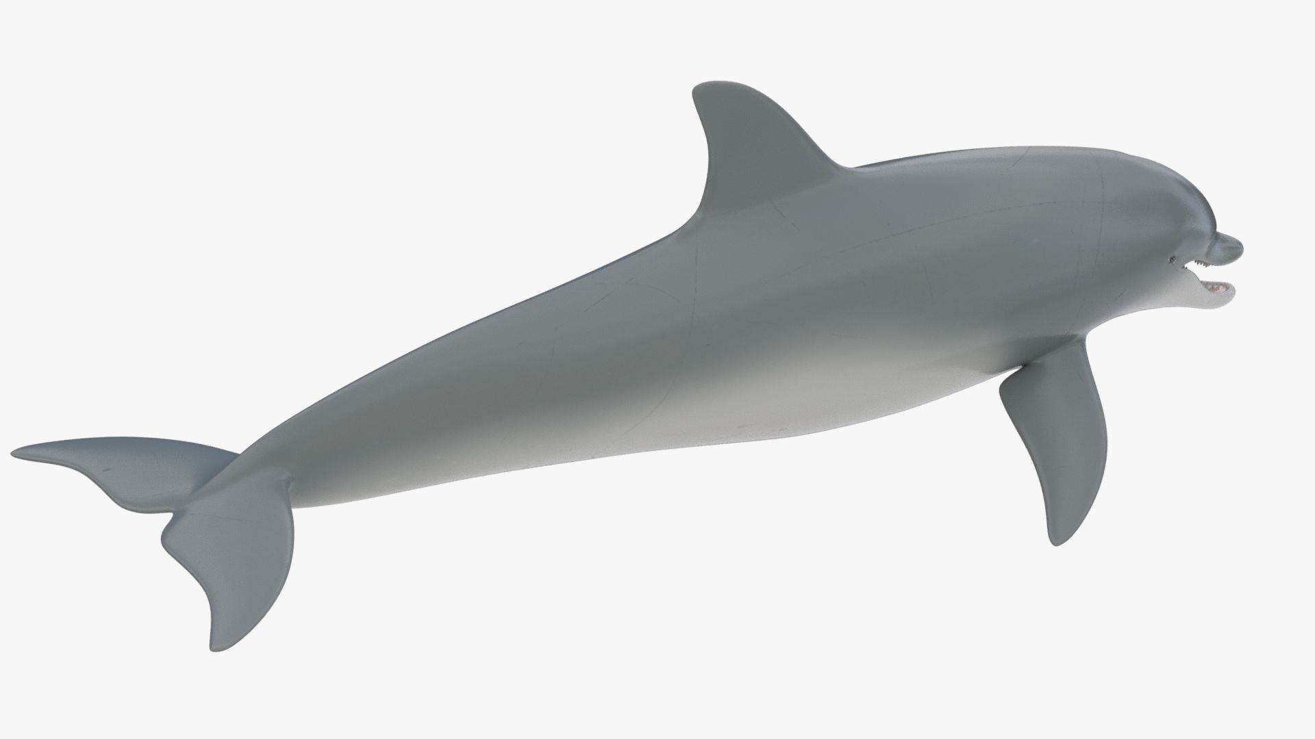 4K Textures Dolphin No Rigging Low-poly 3D model_9