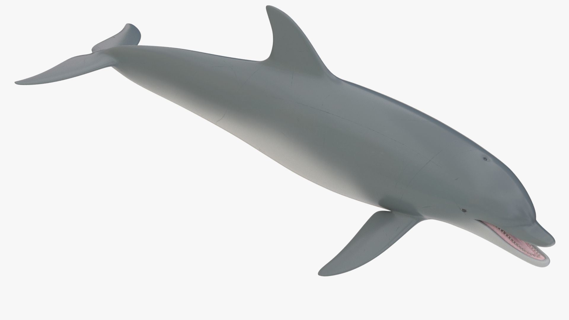 4K Textures Dolphin No Rigging Low-poly 3D model_10