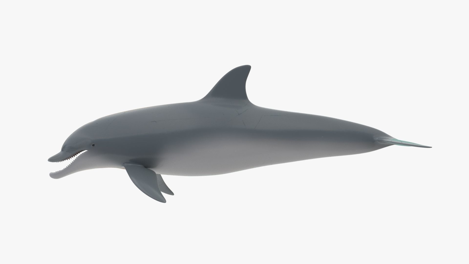 4K Textures Dolphin No Rigging Low-poly 3D model_6