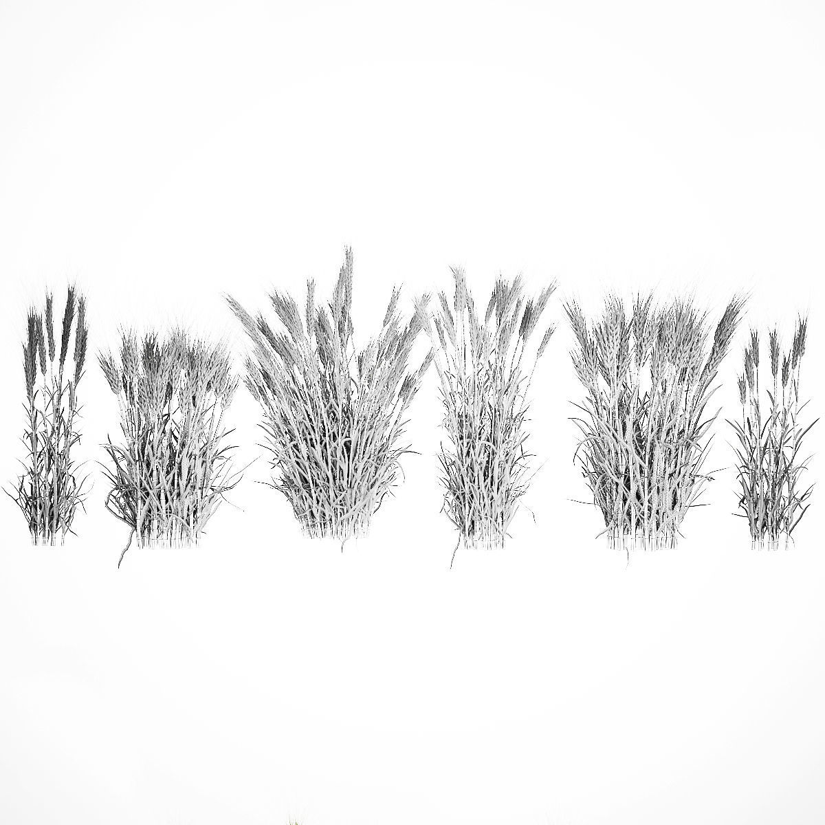 plants from six bushes of green ears of wheat for landscaping 3D model_7