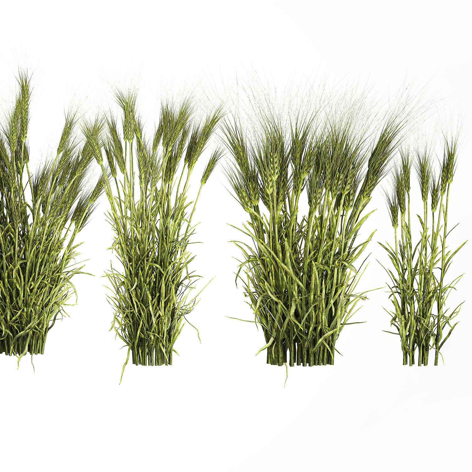 plants from six bushes of green ears of wheat for landscaping 3D model_5