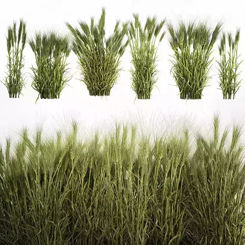 plants from six bushes of green ears of wheat for landscaping 3D model