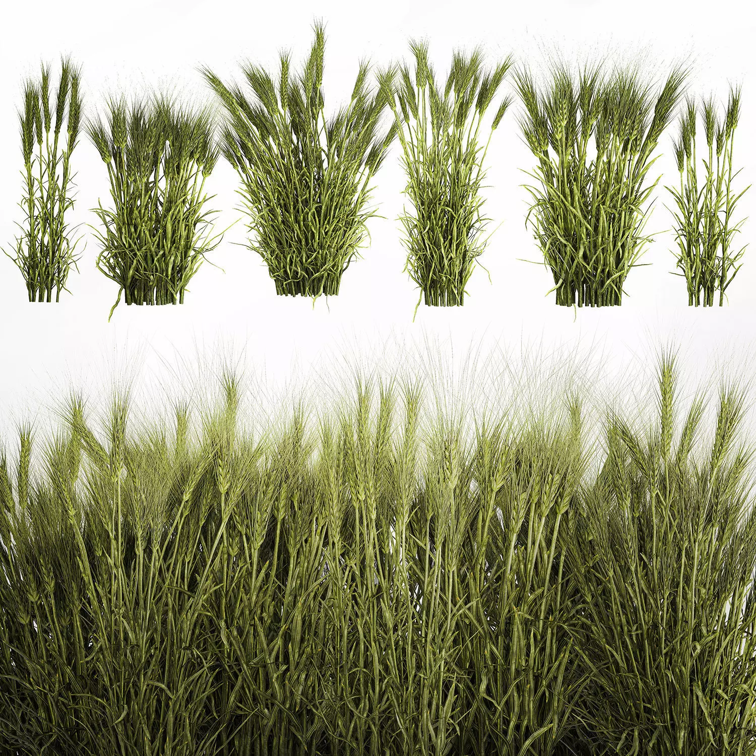 plants from six bushes of green ears of wheat for landscaping 3D model_0