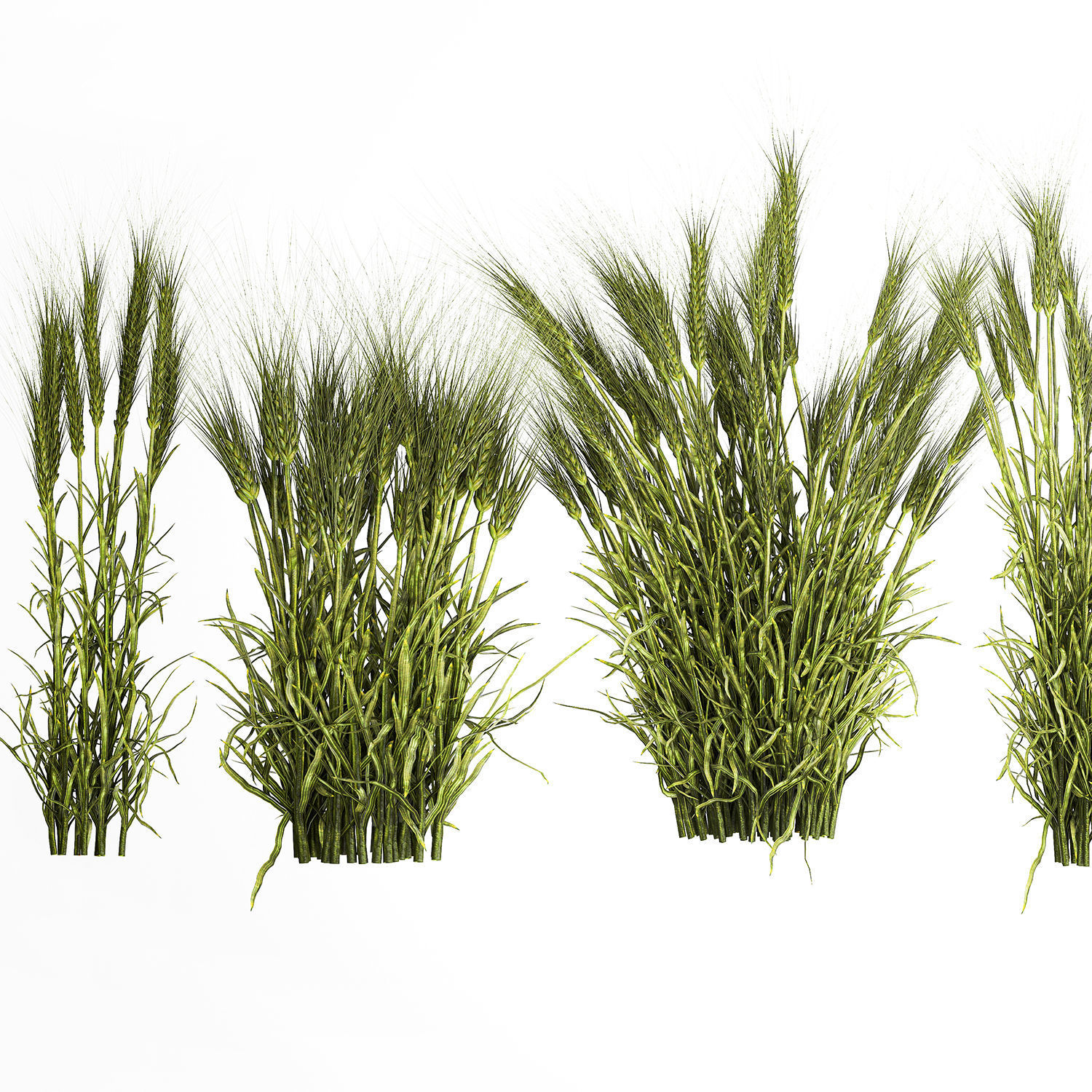 plants from six bushes of green ears of wheat for landscaping 3D model_4
