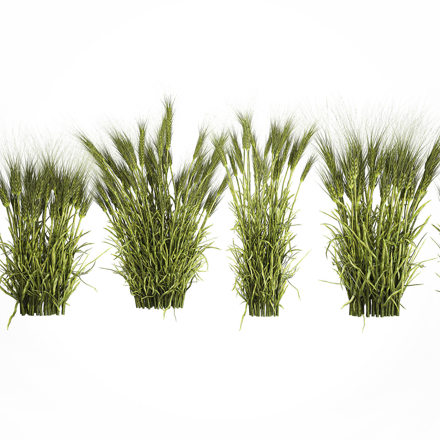 plants from six bushes of green ears of wheat for landscaping 3D model_6