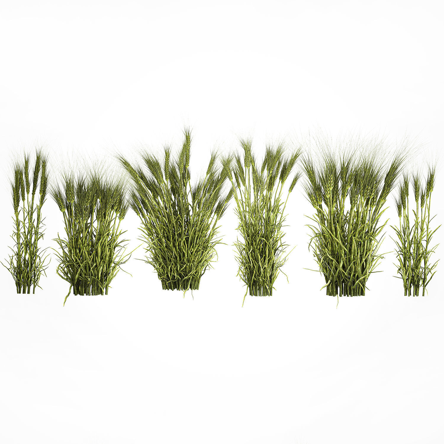 plants from six bushes of green ears of wheat for landscaping 3D model_1