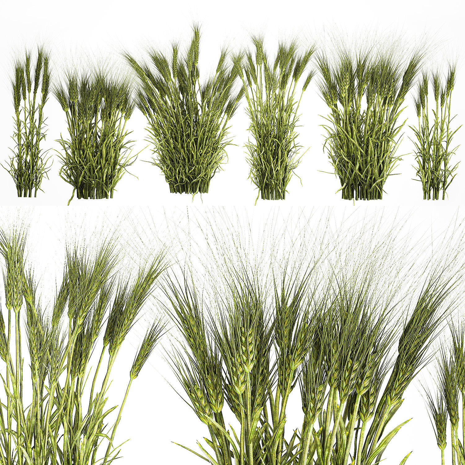 plants from six bushes of green ears of wheat for landscaping 3D model_2