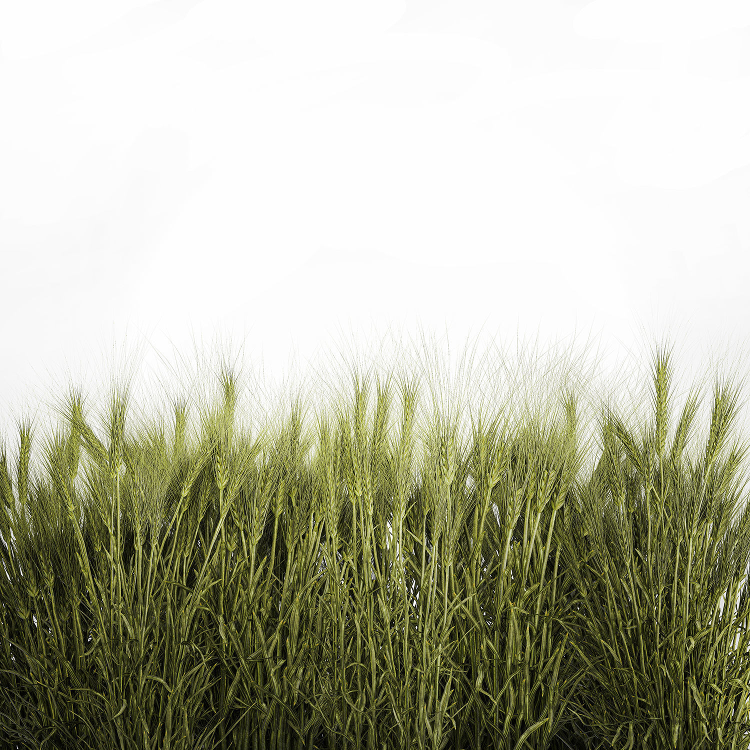 plants from six bushes of green ears of wheat for landscaping 3D model_3
