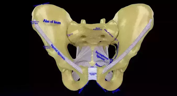 Female pelvis clinical Pelvimetry dimension Low-poly 3D model