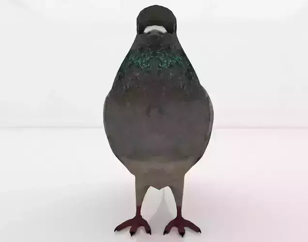 Pigeon 3D Model Sitting Pose - Animal 3D Models - Animals Pigeon