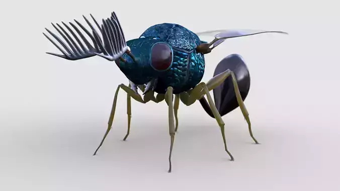 Eucharitidae 3d model rigged Apocrita